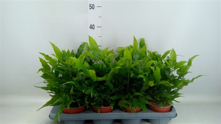 Pteris cretica 'Parkeri' Ø12 H=30