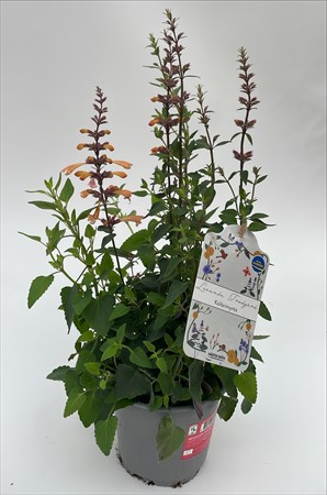 Agastache mexicana svenskodlad