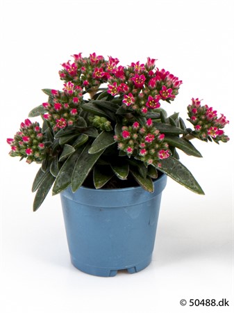 CRASSULA SCHMIDTII 6 CM Ø5.5