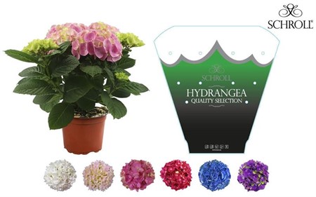 HYDRANGEA 17 CM Ø17