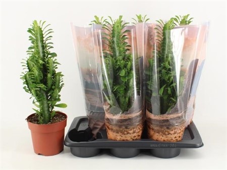 Euphorbia trigona KLIPP Ø17 H=50
