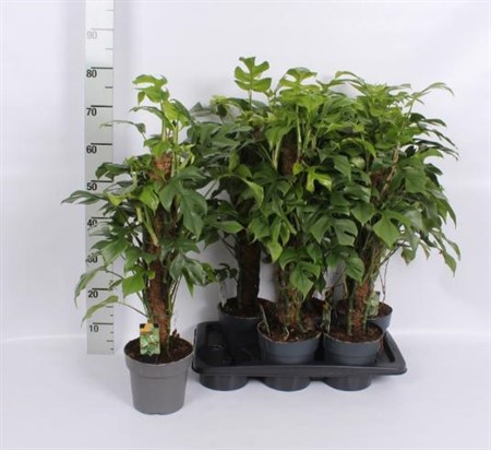 Monstera pinne KLIPP Ø17 H=80
