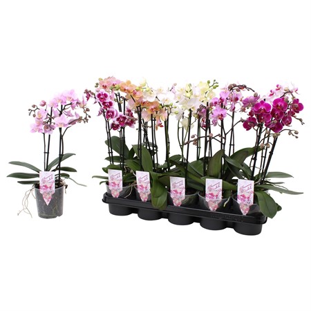 Phalaenopsis multi. mix 2 spike 22+ flowers KLIPP Ø12 H=39