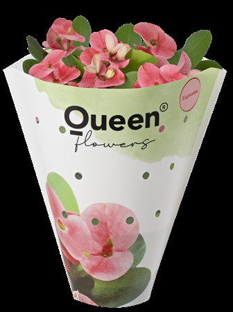 EUPHORBIA MILII 10Ø CHARLOTTE Ø10.5