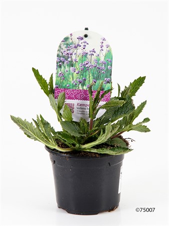 VERBENA BONARIENSIS 12 CM Ø12