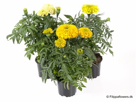 TAGETES ERECTA 12 CM Ø12