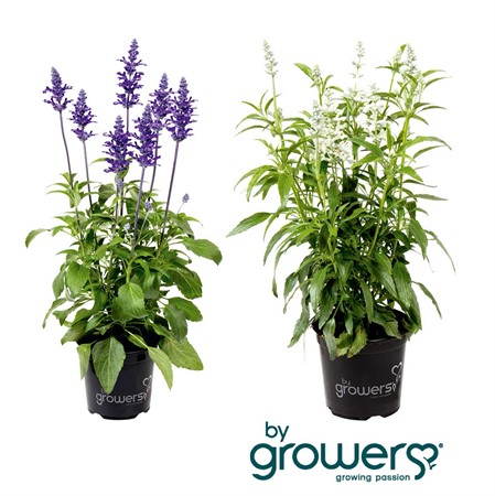 SALVIA FARINACEA 11,5Ø Ø11.5