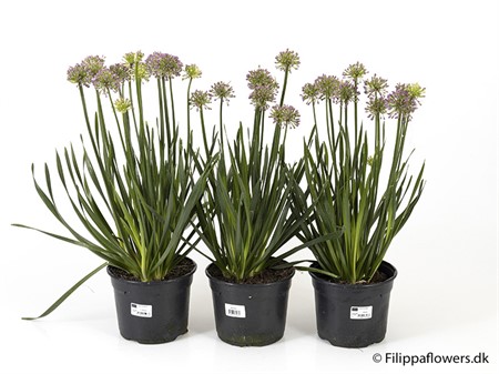 ALLIUM SENESCEN 'MILLENIUM' 17Ø Ø17
