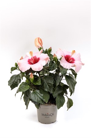 HIBISCUS R.S. 'ADONICUS ROSA Ø13