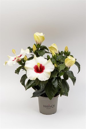 HIBISCUS R.S. 'ADONICUS(N) WHI Ø13