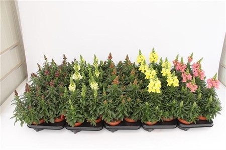 Antirrhinum majus mix Ø13 H=35