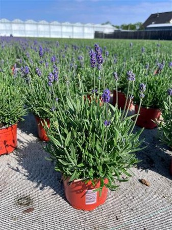 Lavandula ang. Cleo-Patio blå KLIPP Ø12 H=25 STAD 1-2