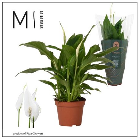 Spathiphyllum Chopin Ø9 H=30