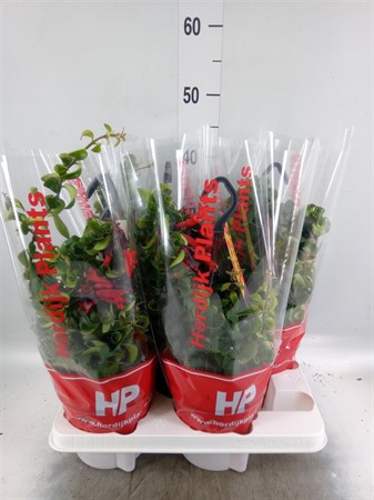 Aeschynanthus 'Bluster' Bluster With Flowers Ø15 H=35