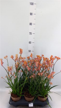 Anigozanthos ... Beauty Orange Ø12 H=50