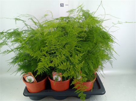 Asparagus setaceus . Ø17 H=45