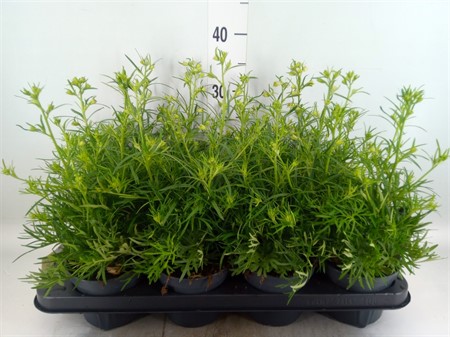 Delphinium grand. . Ø13 H=35