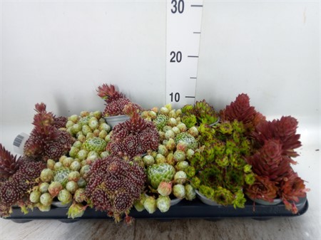 Sempervivum mix mixed in tray Ø9 H=10