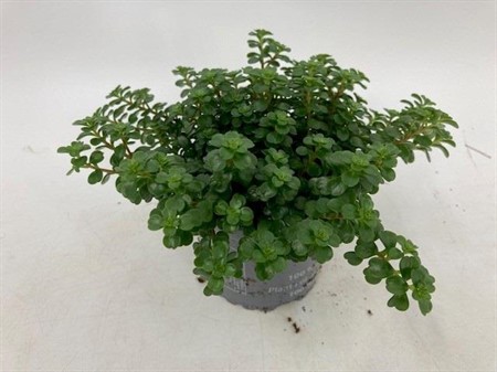 SEDUM MAKINOI 'KOSMOS'10,5 CM Ø10.5