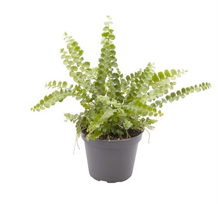 NEPHROLEPIS DUFFY 6Ø Ø6