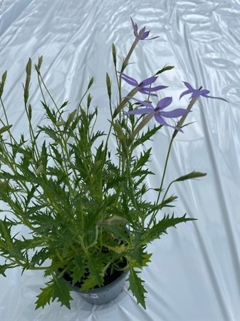 LAURENTIA AXILLARIS 12Ø Ø12