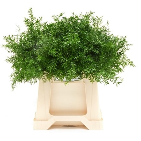 Gr Asparagus Cwebe 65