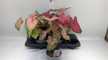 Caladium mix minimal 3 varieties mixed Ø13 H=25