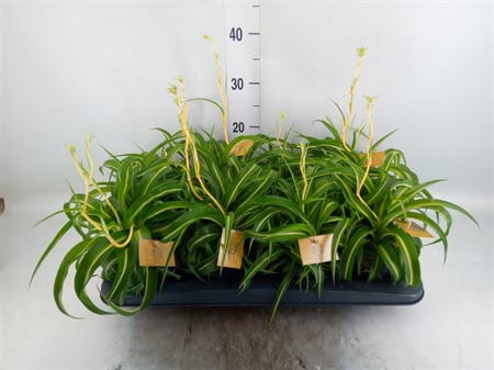 Chlorophytum com. 'Bonnie' . Ø12 H=20