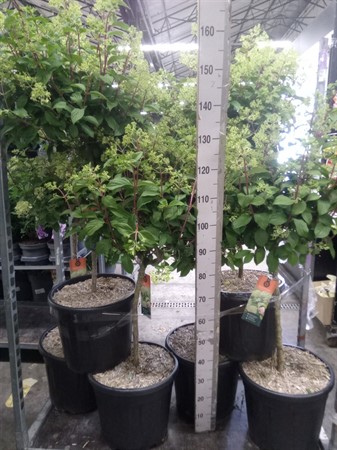 Hydrangea pan. Diamantino on stem Ø43 H=150