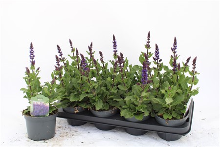 Salvia nemorosa 'Midnight Purple' . Ø13 H=30