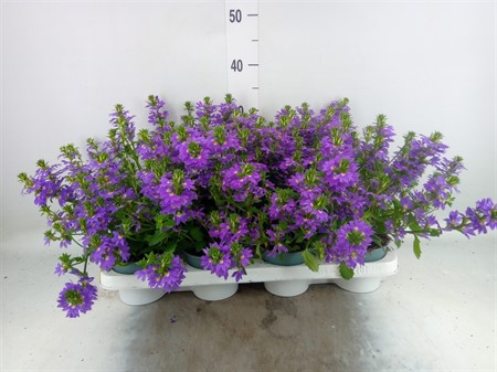Scaevola blue Waterdrinker KLIPP Ø12 H=25
