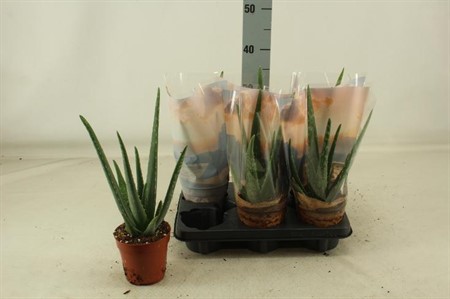 Aloe Vera Ø12 H=35