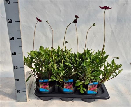 Cosmos atrosanguineus Cherry Chocolate Ø17 H=30