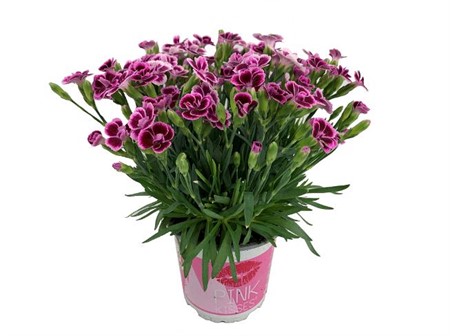 Dianthus rosa Pink Kisses Ø10,5 H=20