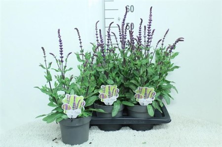 Salvia nemorosa Caradonna Ø17 H=55