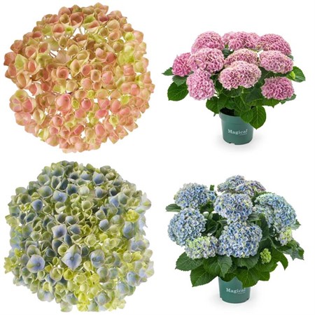 HYDRANGEA MAGICAL REV. 14Ø Ø14