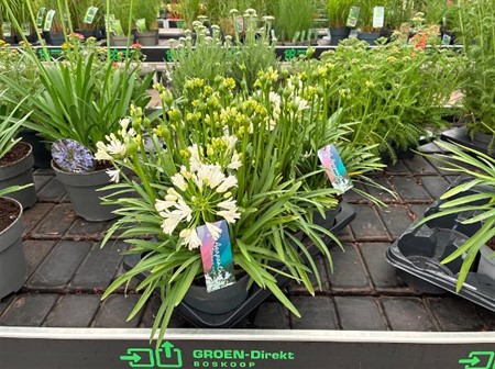 Agapanthus Double Diamond Ø17 H=40 8+ BLM