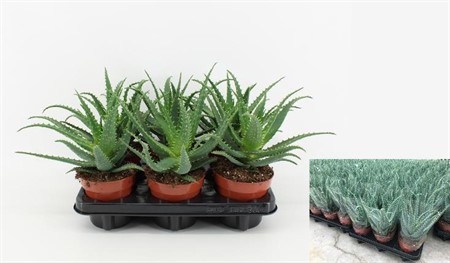 Aloe arborescens Ø12 H=25 BLANCOHOES