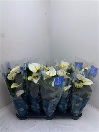 Anthurium Karma White Ø12 H=42 4+ BLM
