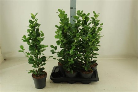 Ficus microcarpa Moclame Ø17 H=80
