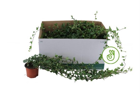Hedera helix Shamrock Ø12 H=
