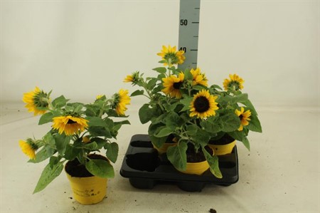 Helianthus annuus Sunray Yellow Ø15 H=40 VERTAKT