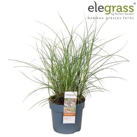 Miscanthus sinensis Kleine Silberspinne Ø19 H=100 POTGEKWEEK