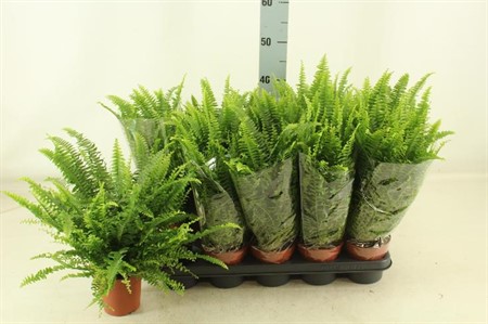 Nephrolepis exaltata Green Lady Ø12 H=45 DIAM 35+