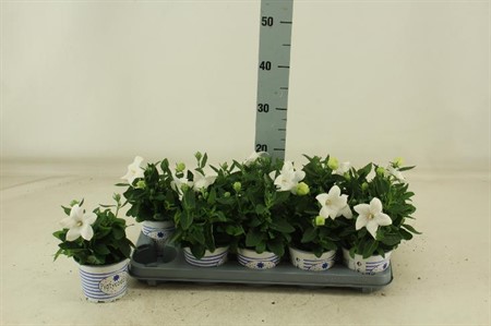 Platycodon grandiflorus Astra White Ø12 H=20
