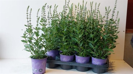 Salvia nemorosa Ostfriesland Ø13 H=40