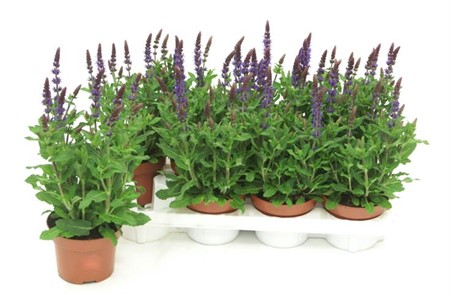Salvia nemorosa Sensation Deep Blue Ø13 H=35
