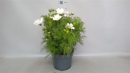 Cosmos bipinnatus 'Casanova White' white Ø19 H=40