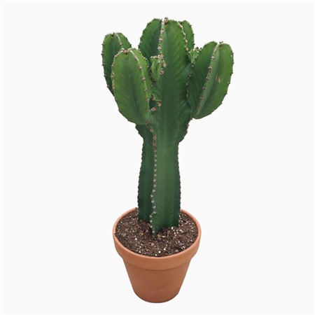 Euphorbia ingens . Ø31 H=90