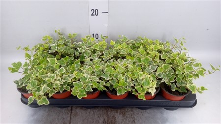 Hedera helix 'White Wonder' Ø9 H=10